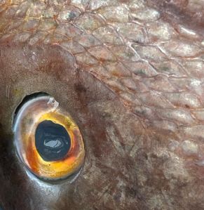 fotograf: Tomislav Brdjanović